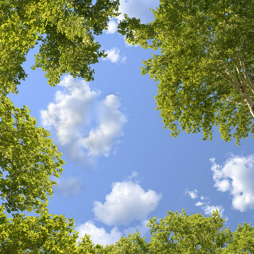 leaves 12a _ 35k x 35k